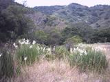 calero4.jpg