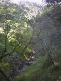pacheco2.jpg