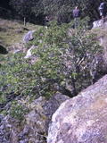 pacheco5.jpg