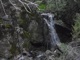 /pix/2010/cedarmt96a.jpg