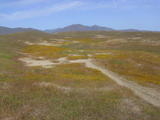 panoche184a.jpg