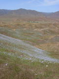 panoche186a.jpg