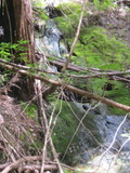 bigbasin1051a.jpg