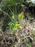 greenv1033a.jpg