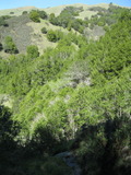 /pix/2011/lucasv166a.jpg
