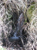 /pix/2011/lucasv186a.jpg