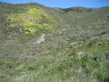sanbruno96a.jpg