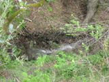 sunol457a.jpg