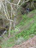 sunol458a.jpg