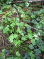 butano1466a.jpg