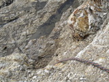 /pix/2012/scotts1269a.jpg