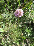 tomales1484a.jpg