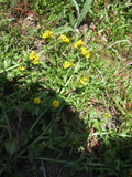 tomales1486a.jpg