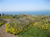 tomales1490a.jpg