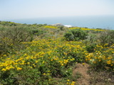 tomales1491a.jpg