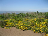 tomales1492a.jpg