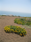 tomales1493a.jpg