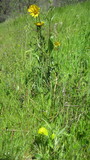 napa3484a.jpg