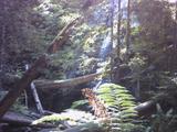 bigbasin2.jpg