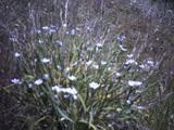 blue_eye_grass2.jpg