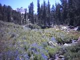 buddcreek2.jpg
