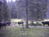 summit_meadow3.jpg